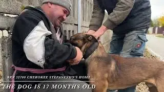 Civil bite training:  BRN 52769 Cherokee Stepanenko&rsquo;s HomeThe dog is 17 months old
