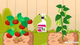 How to Kill Tomato Worms