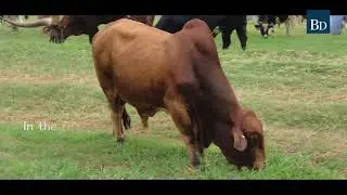 Disease resistant cow to boost livestock farming