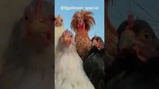 Estas gallinas tienen m&aacute;s FLOW que yo 😳🐔