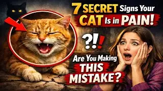 7 SECRET Signs Your Cat Is in PAIN 🙀 Are You Making THIS Mistake?
