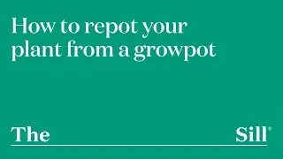 How to Repot your Plant from a Growpot
