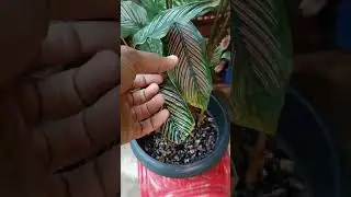Don't do these mistakes ❌ with  calathea plants ✅best tips for indoor plants ☘️ #shortfeed #shorts