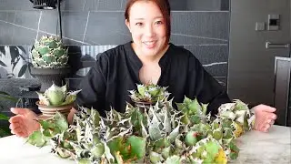 【アガベ】メキシコからオアハカを輸入してしまった/agave titanota
