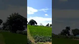 Subhanallah pemandangan sawah😍 #lamongankekinian