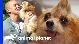 Super Scootie Gets A Loving New Home! | Amanda To The Rescue