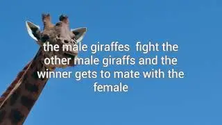 Giraffe Courtship - 4th Hour