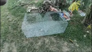 RABBIT CAGE  2 IN 1 - GEHTV RABBITRY  UPDATE | GehTV