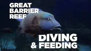 Aquarium Live - Great Barrier Reef Diving and Feeding [May 2020]