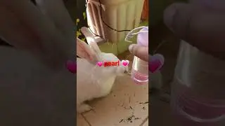 Amazing rabbit drinking water from bottle#pearl 😃💗