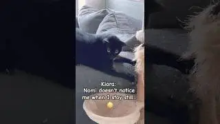 Kiara cat has found a way! #shorts #cat #dog #puppy #pets #animals #funny #cute