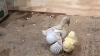 .Baby Turkey Meets Baby Chick#poultry #rooster #poultrycare#chicken#agriculture#farming#chickenfood