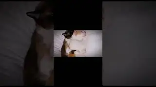 Cat message 🐈 #memes #cat #catsounds #catvideos #kitten #viral #foryou #catnoise #catmeowing #trend