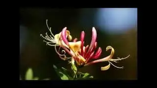 Irolt - Kamperfoelje (Kamperfoelie / Honeysuckle)
