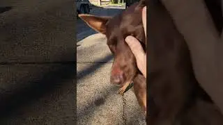 little play time before the concrete comes.#dog #little mate #kelpie#working dog