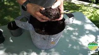 Setting up Your Container Garden