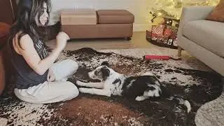 Border collie puppy rollover - first session (3 1/2 months)