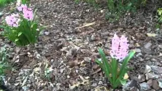 4 Reasons to #Grow #Pink #Hyacinth! #flowers #flowerpower