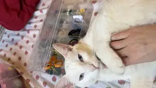 How to Pet a Good Cat 