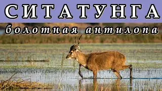 СИТАТУНГА - Болотная антилопа