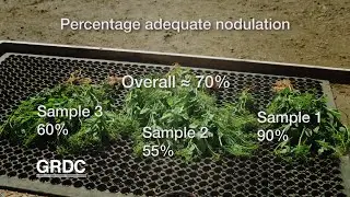 GCTV17: Legume Nodulation - sample scoring