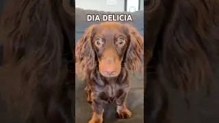 Dancing DACHSHUNDS do DIA DELICIA #minidachshund #puppy #dance #dachshundpuppy #dachshund #cutedog