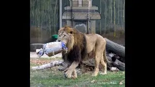 Asiatic lion in ZOO Planckendael