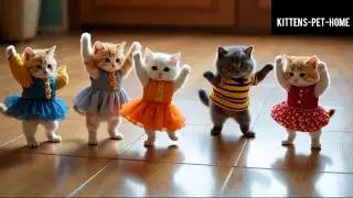 Cutest cats funny dance in beautiful dresses  #funny #cat #catsdance @Kittens-Pet-Home 02