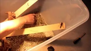 Fiche d'élevage : Criquet pèlerin