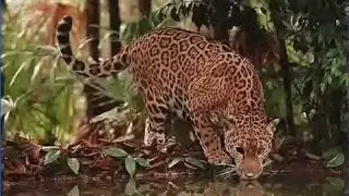 Tiger drinking water animation in flash step by step