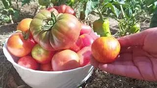 Tigerella variety tomatoes - opinions