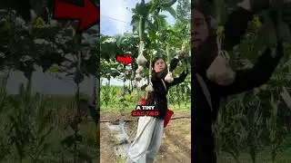 The Secret Behind These Perfectly Straight Gourds #FarmingHack #RidgeGourd #fyp #Amazing #trending