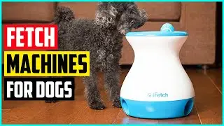 The 5 Best Automatic Fetch Machines For Dogs In 2021