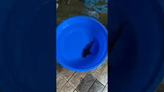 Premium Quality Koi&rsquo;s #koifarm #koipond #koifish #koifishmalappuram #koifishpond #nishikigoi #koi