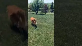 My dog part 15