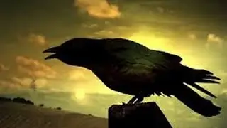Secret Life of Crows(full documentary)HD-MilitaryN