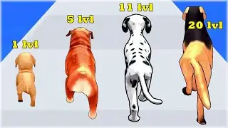Dog Evolution Run - Gameplay Walkthrough Part 1