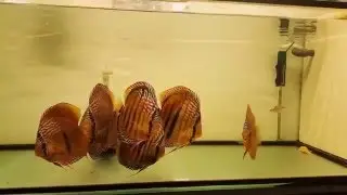 Ica red heckel discus