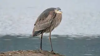 Blue Heron (fannini)