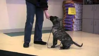 Red Star Presa puppy 12 weeks old