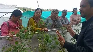 Understanding the Physiology of Blueberry plant | Hindi #blueberryplant #berryfarming