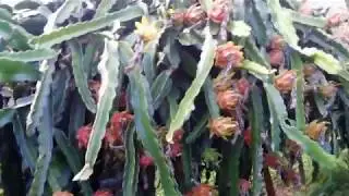 PITAYA ORG&Acirc;NICA - QUAL DAS PITAYAS &Eacute; MAIS PRODUTIVA?
