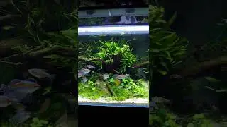 200 litre community aquarium