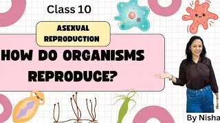 How do organisms reproduce? Class 10 science || Budding in hydra || NCERT CBSE by Nisha ma'am