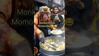 Monkey cooking videos 🍽️| Cooking Monkey restaurant | Monkey recipe #shorts#food #monkey