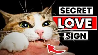 16 Signs Your Cats Sees You as Their Parent | Cat Behavior Tips