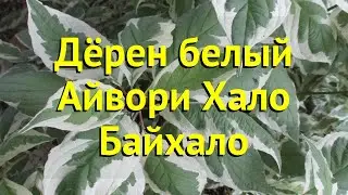 Дерен белый Айвори Хало Байхало. Краткий обзор, описание cornus alba Ivory Halo Bailhalo