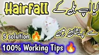 How to prevent your Persian cat from shedding hair |persian cat hair fall solution |hairfall in Cats