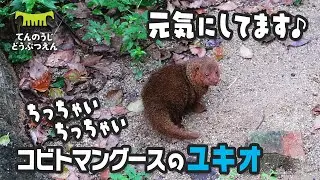 【天王寺動物園】元気にしてます♪😊✨ちっちゃいちっちゃいコビトマングースのユキオ [Tennouji Zoo]  Dwarf mongoose, Yukio.