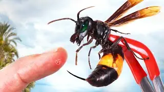 STUNG by the Killer Hornet!